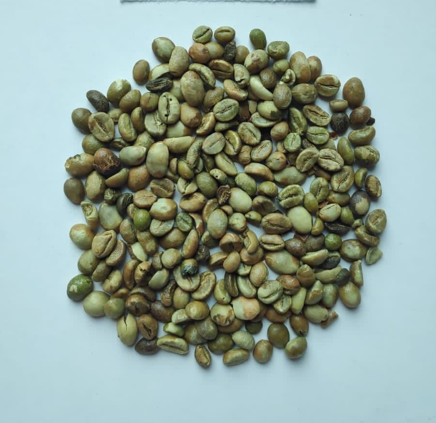 Robusta Coffee 2